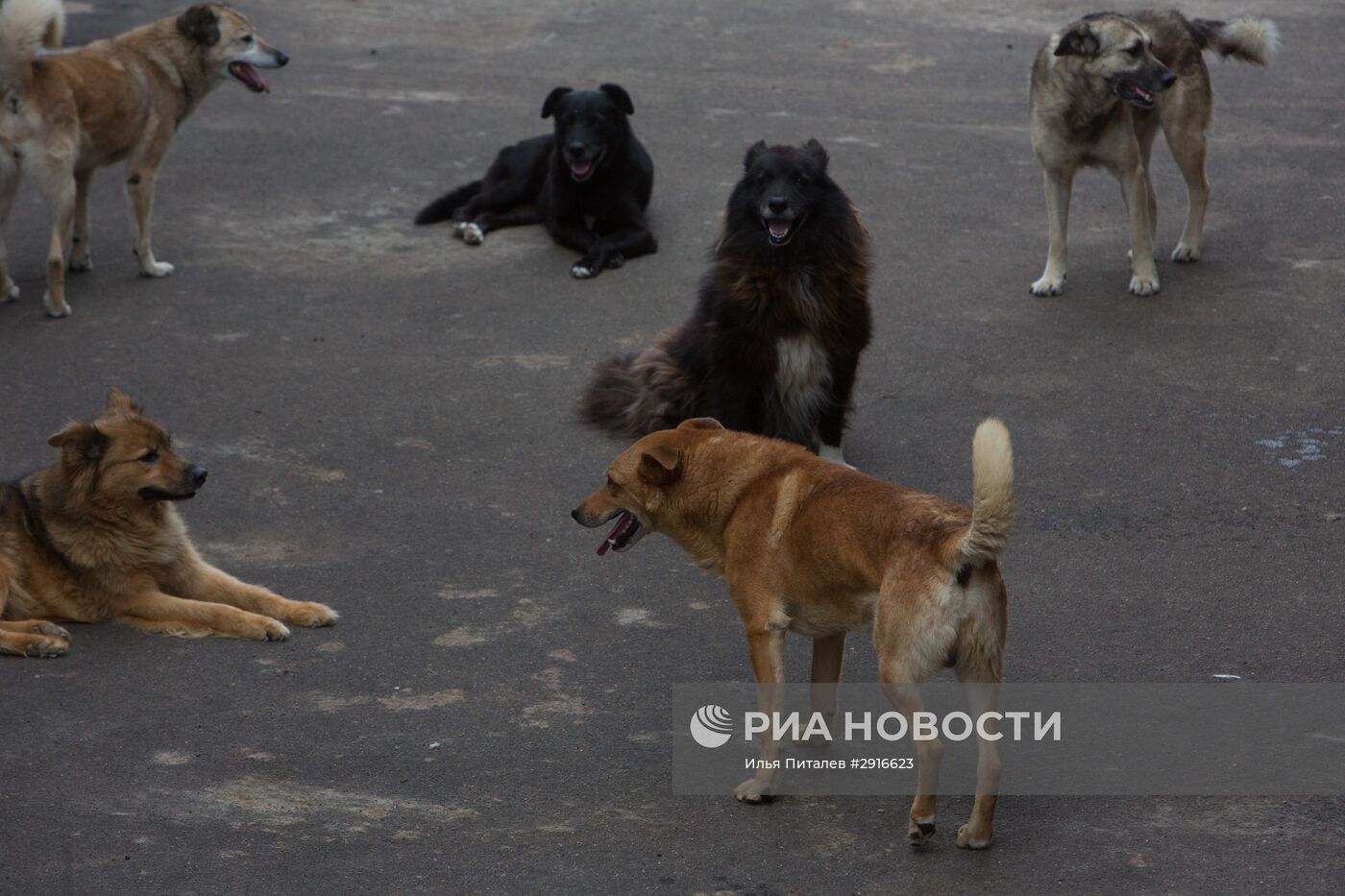 Приют для бездомных животных в Москве