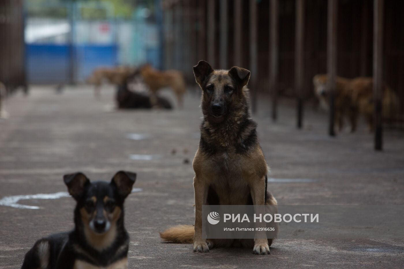 Приют для бездомных животных в Москве