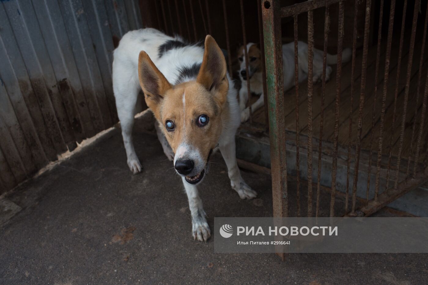 Приют для бездомных животных в Москве | РИА Новости Медиабанк