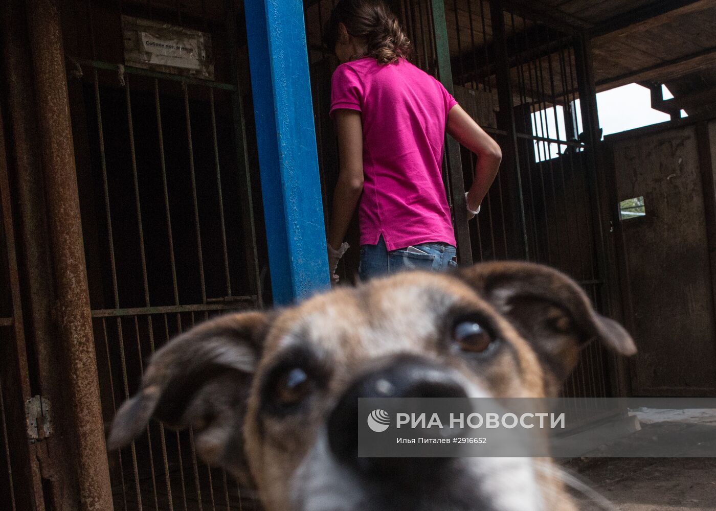 Приют для бездомных животных в Москве