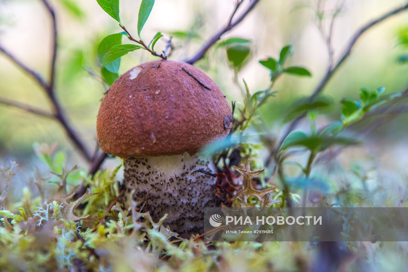 Северная Карелия