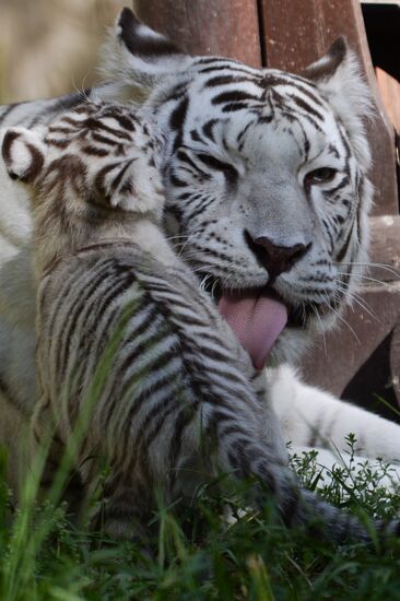 В Новосибирском зоопарке родился белый тигренок