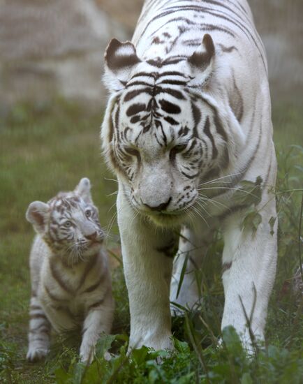 В Новосибирском зоопарке родился белый тигренок