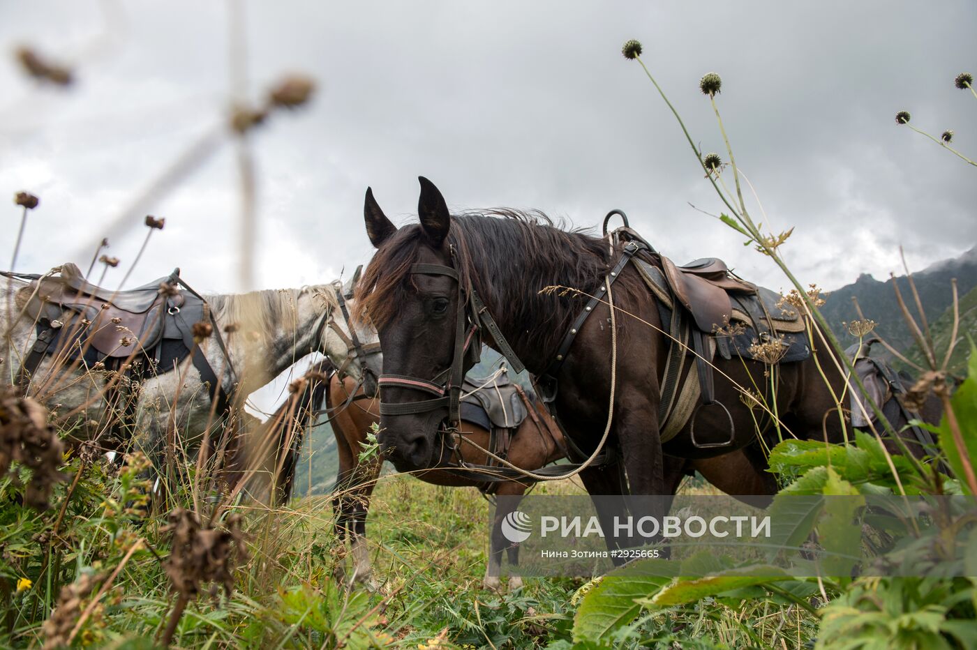 Кавказский биосферный заповедник