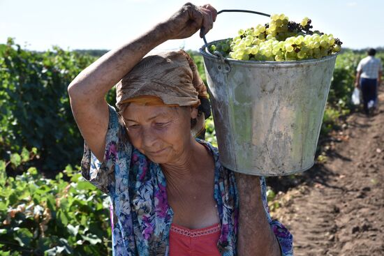 Производство вина в Ростовской области