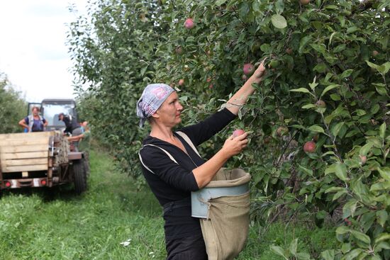 Сбор яблок в Белгородской области