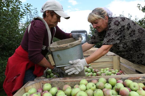 Сбор яблок в Белгородской области