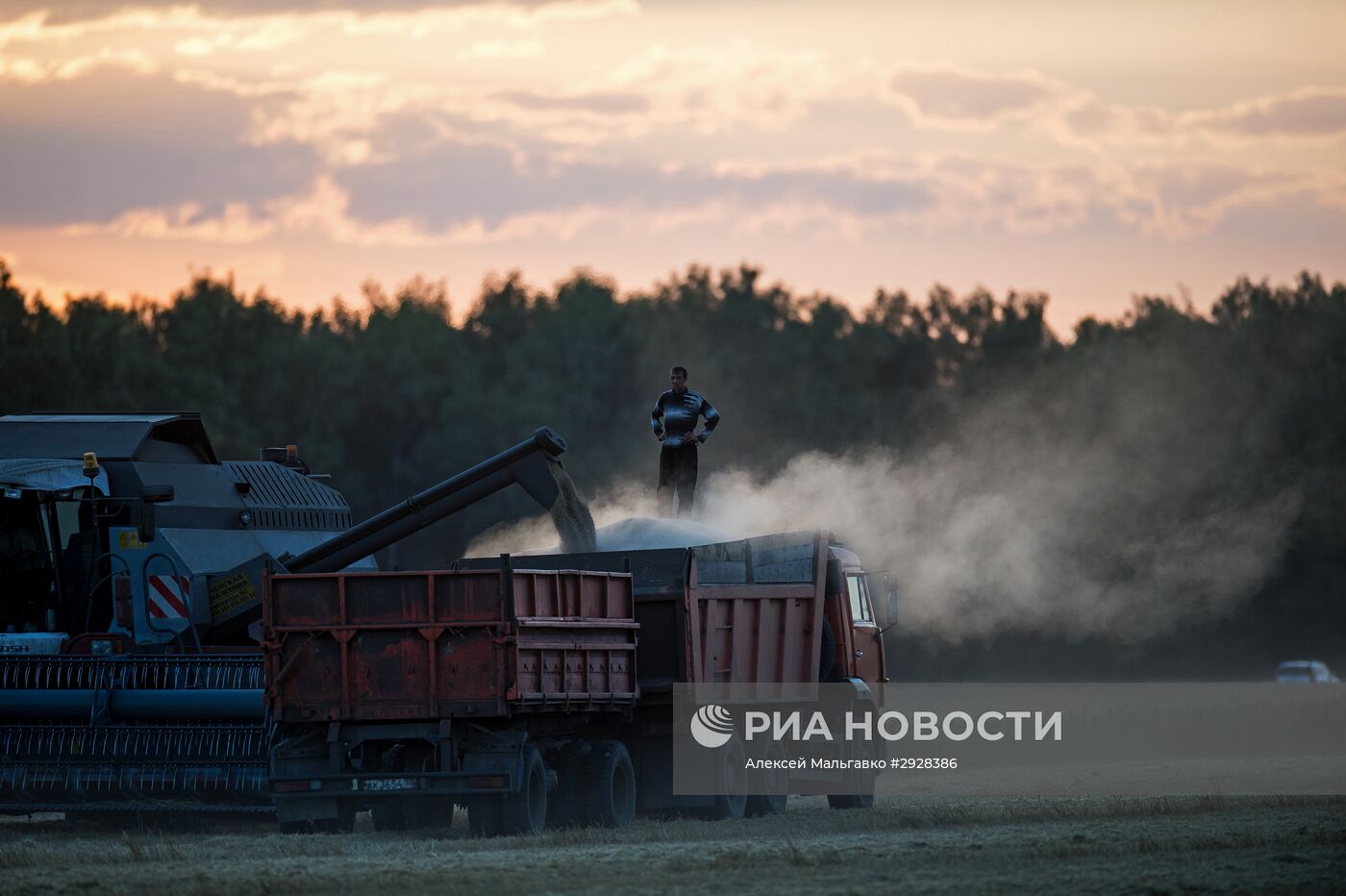 Уборка пшеницы в Омской области