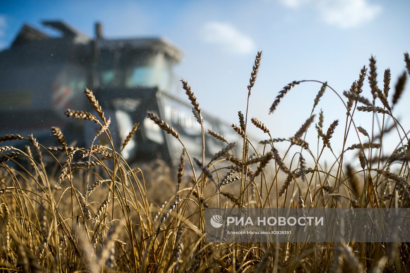 Уборка пшеницы в Омской области