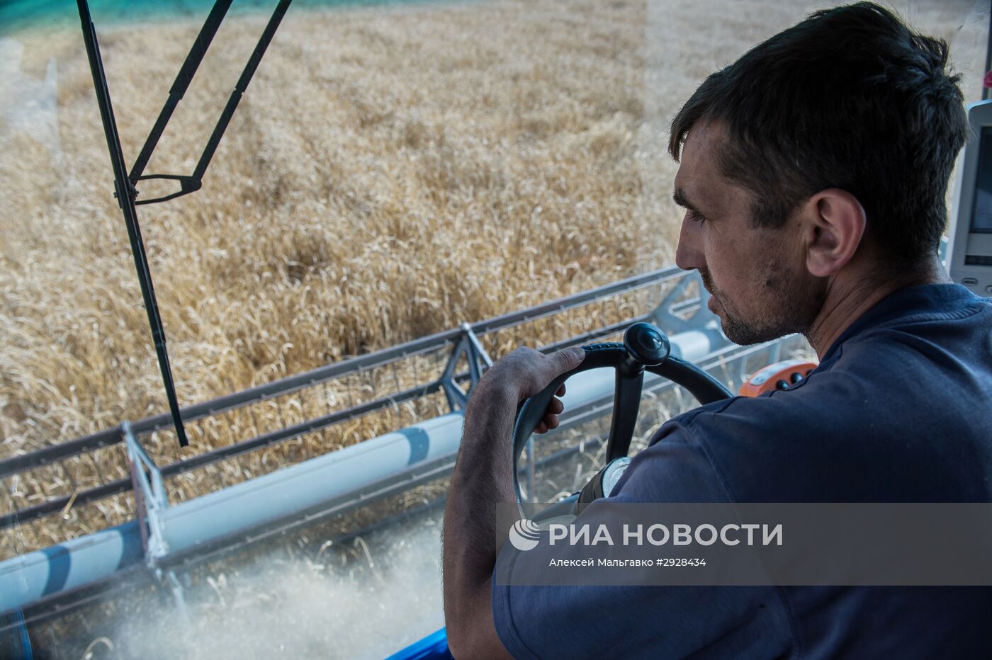 Уборка пшеницы в Омской области