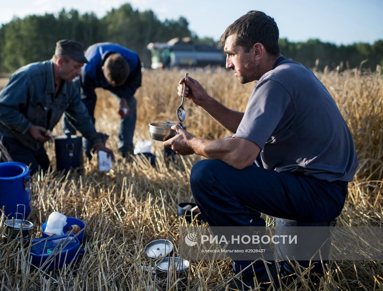 Уборка пшеницы в Омской области