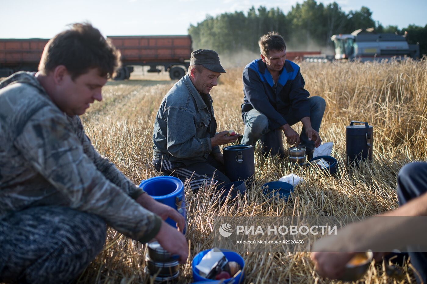 Уборка пшеницы в Омской области