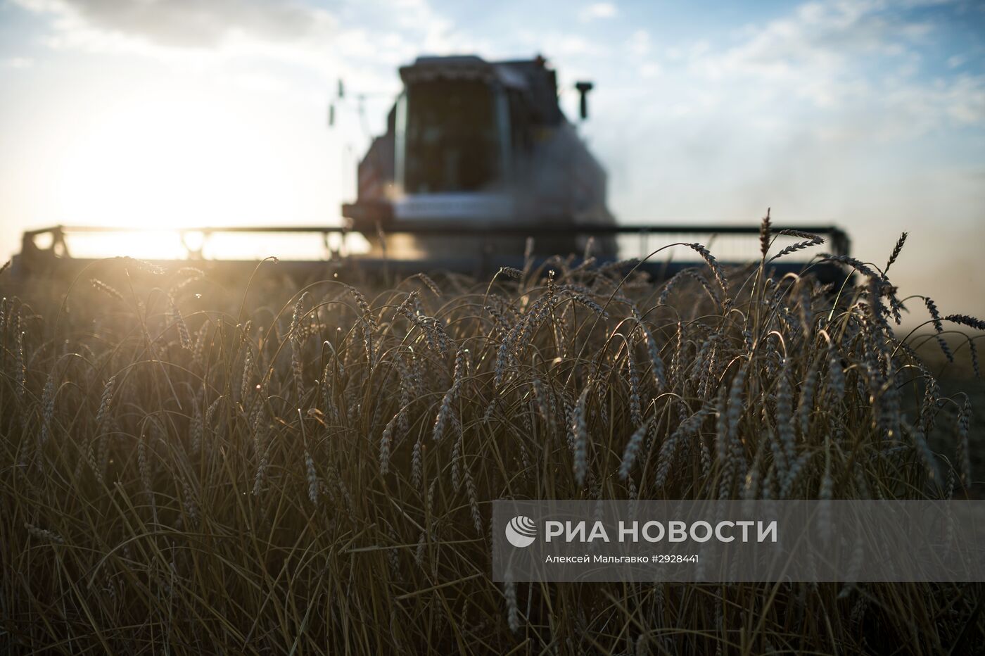 Уборка пшеницы в Омской области