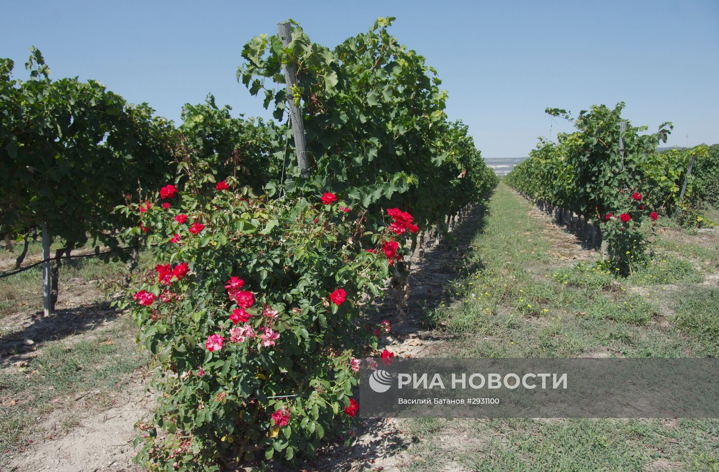 Винодельческое хозяйство "Шато Люсьен" в Крыму