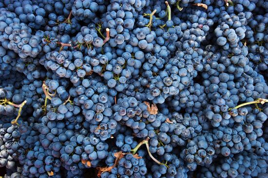 Винодельческое хозяйство "UPPA Winery" в Крыму