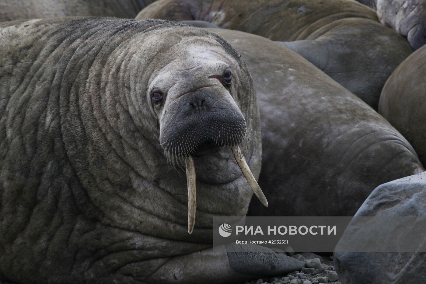 Экспедиция Национального парка "Русская Арктика"