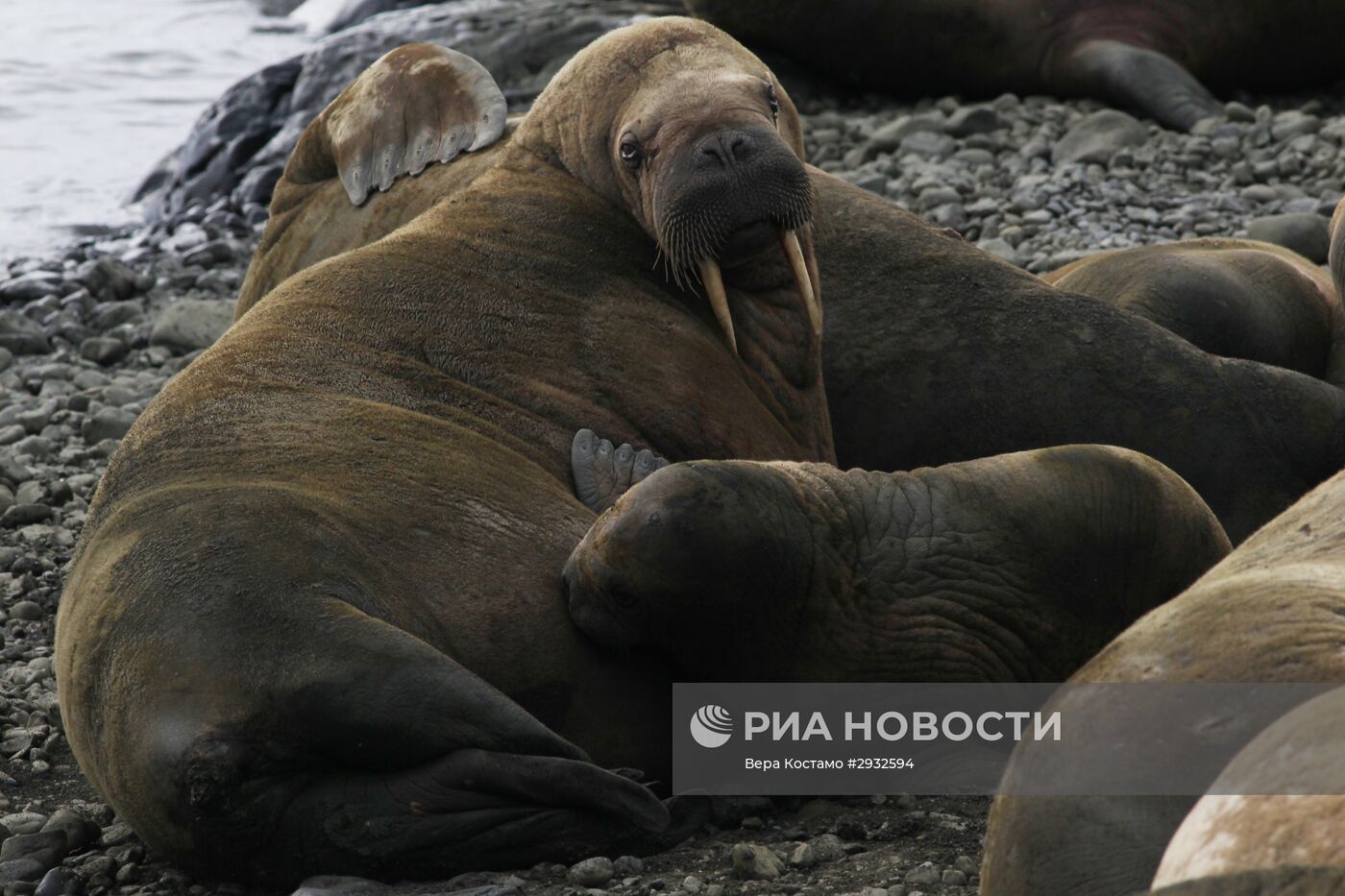 Экспедиция Национального парка "Русская Арктика"