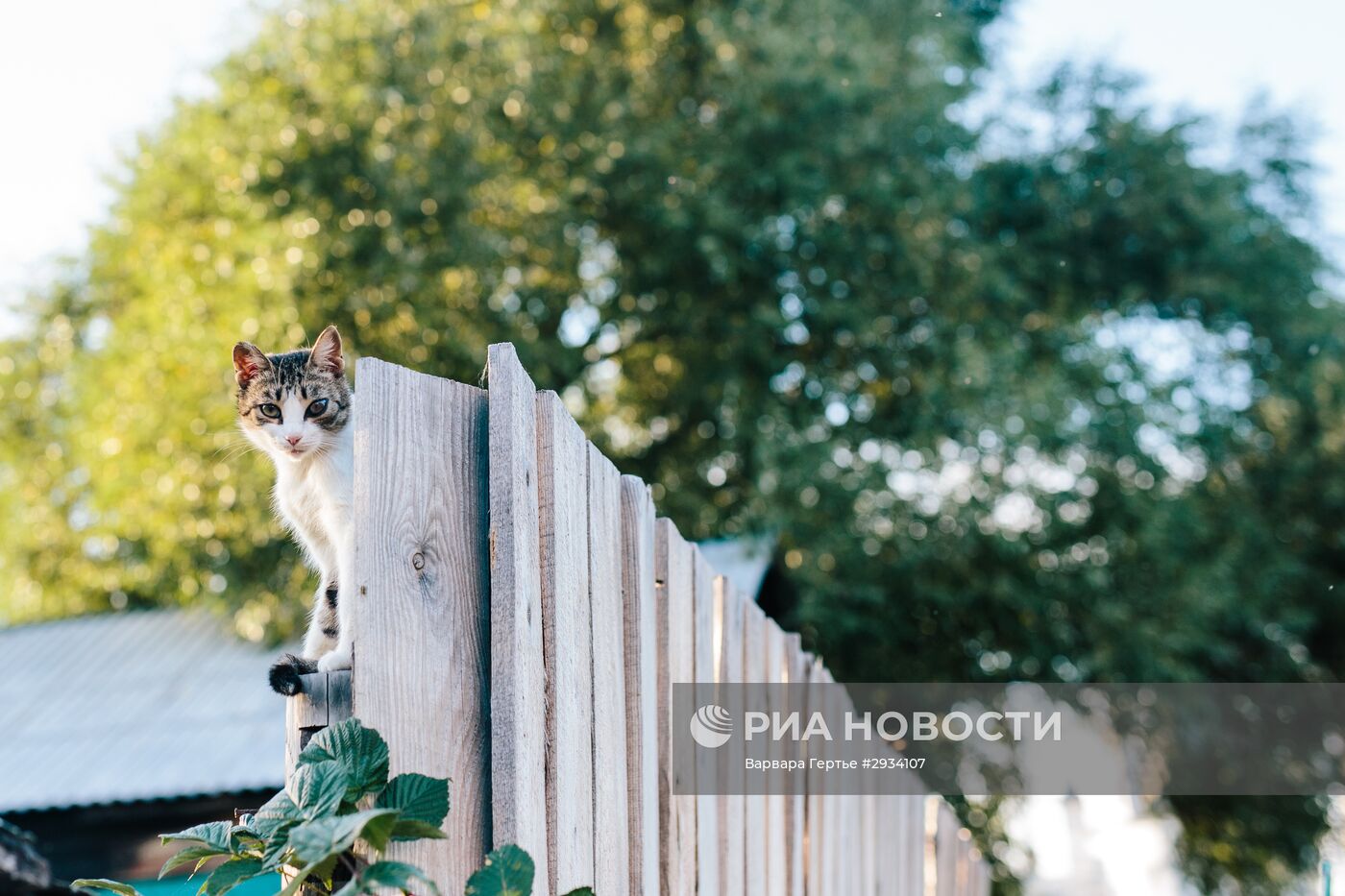 Города России. Ростов Великий