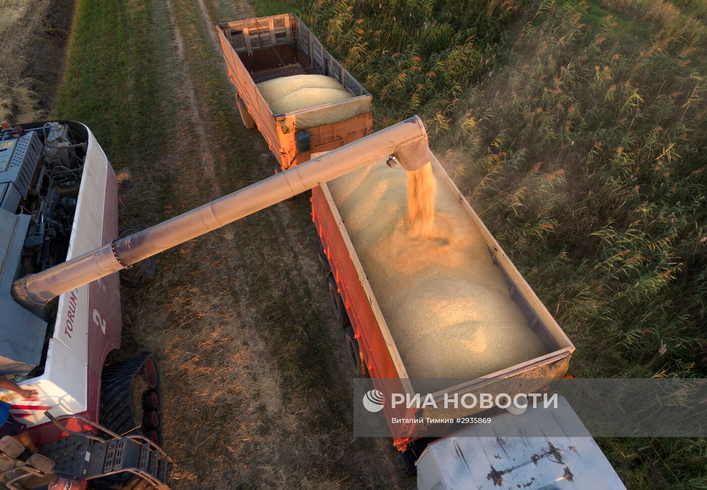 Сбор урожая риса в Краснодарском крае