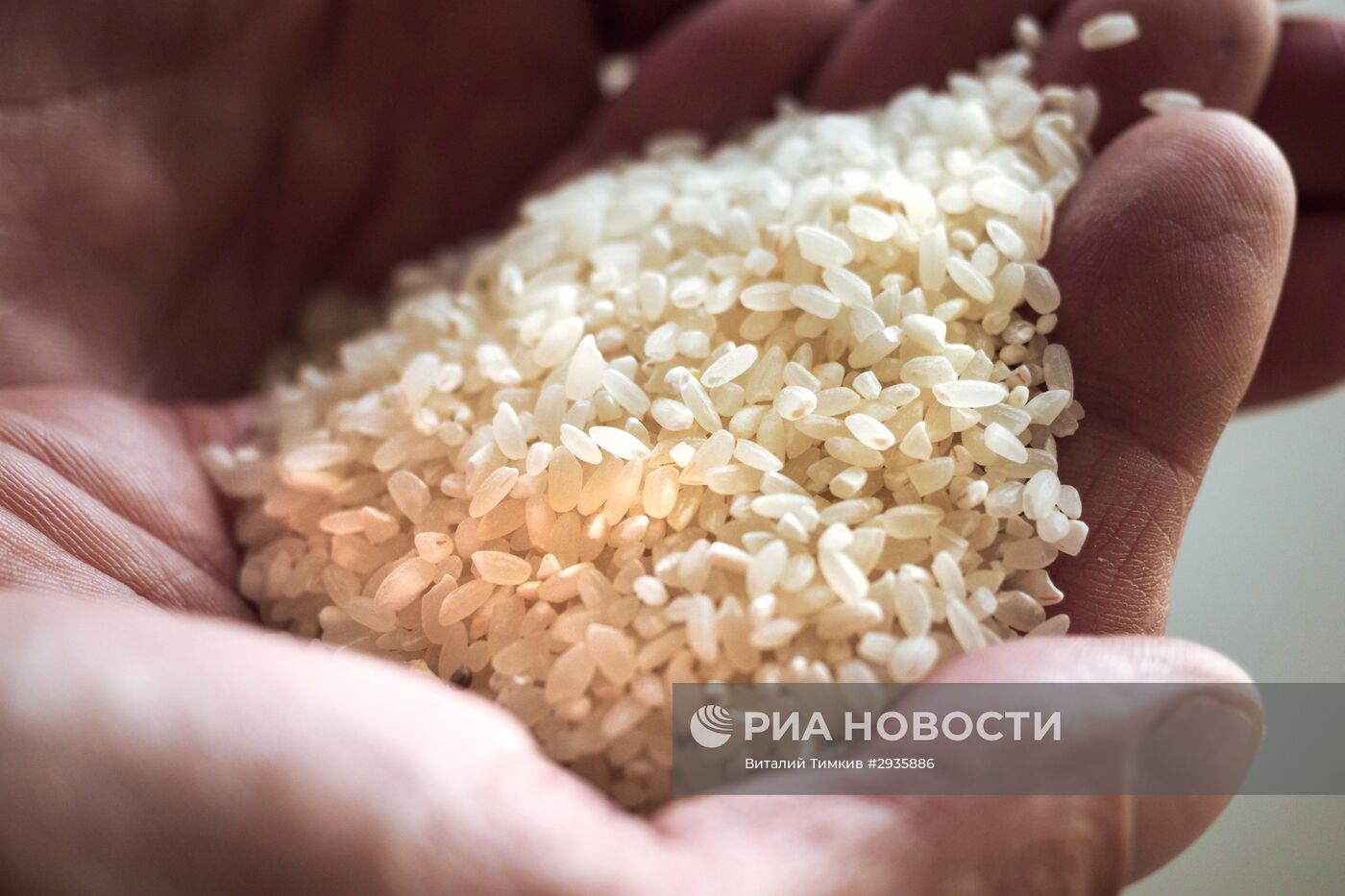 Сбор урожая риса в Краснодарском крае