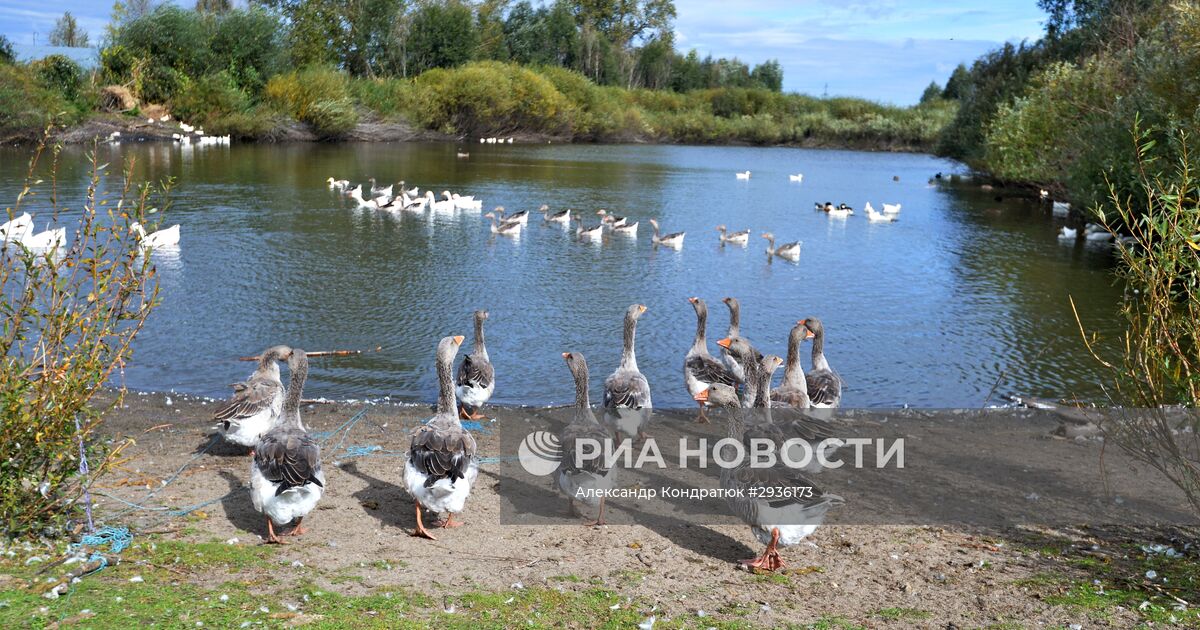 Село кидыш челябинская область. Река Кидыш Челябинская область. Водоем для гусей. Гусь в Челябинске.