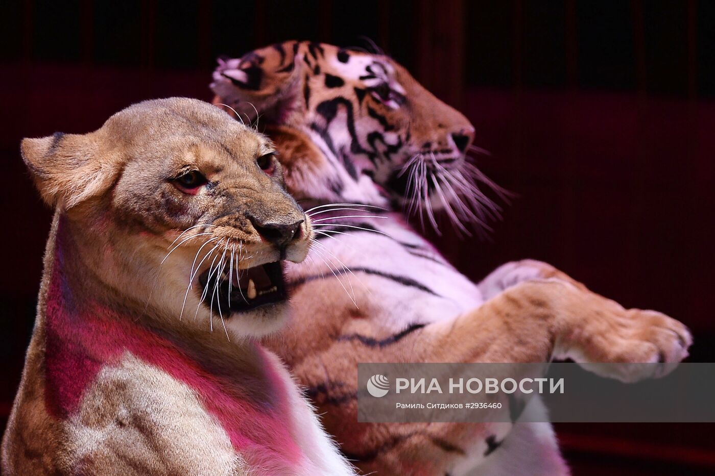 Шоу победителей фестиваля циркового искусства "Идол"