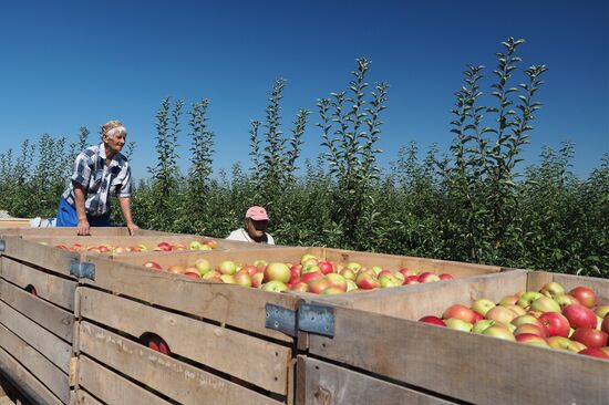 Сбор яблок в Краснодарском крае