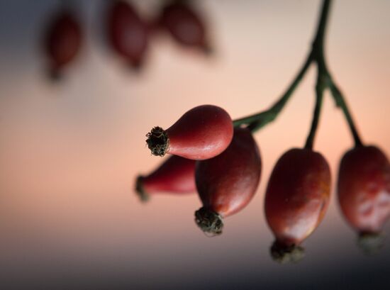 Регионы России. Крым