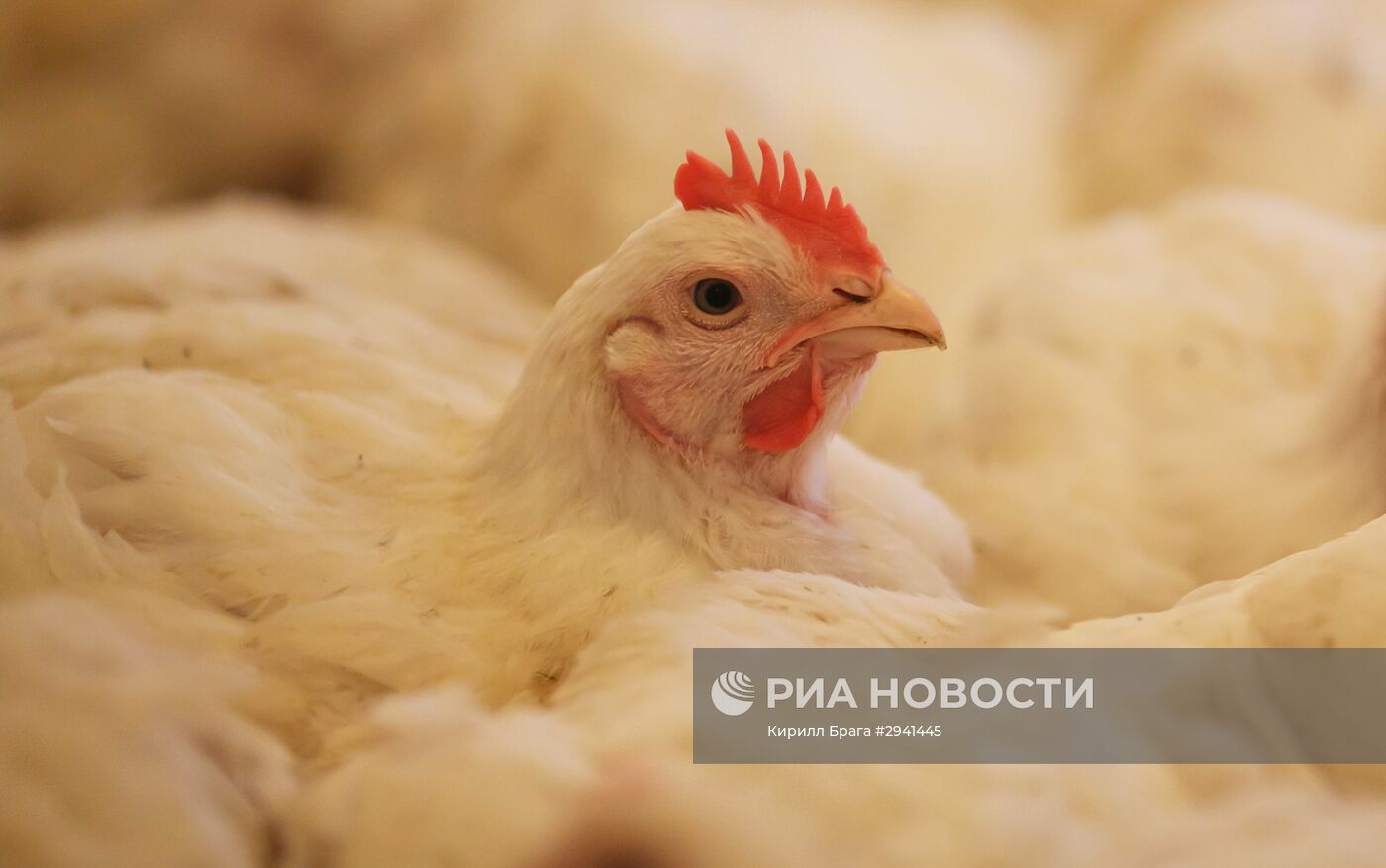 Птицефабрика в Волгоградской области