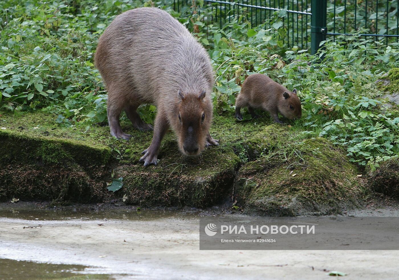 Капибары в Калининградском зоопарке