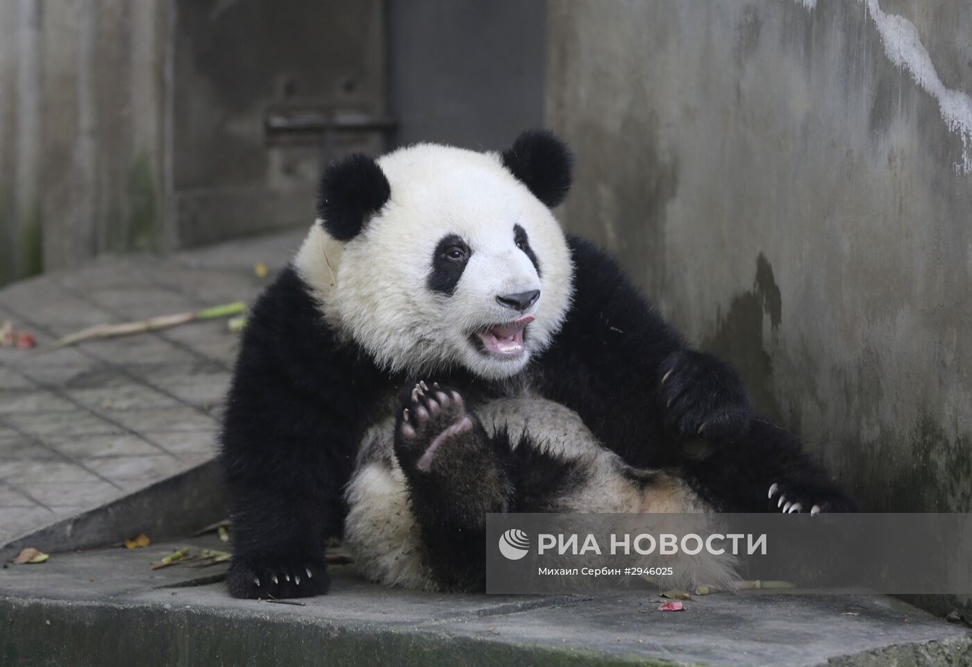 Научно-исследовательский центр разведения панд в Китае