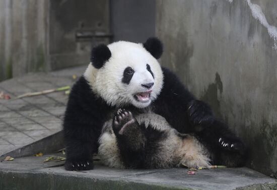 Научно-исследовательский центр разведения панд в Китае