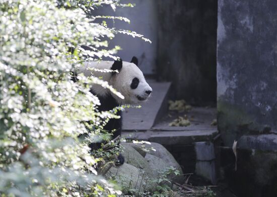 Научно-исследовательский центр разведения панд в Китае
