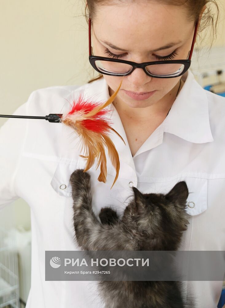 Гостиница для домашних животных в Волгограде