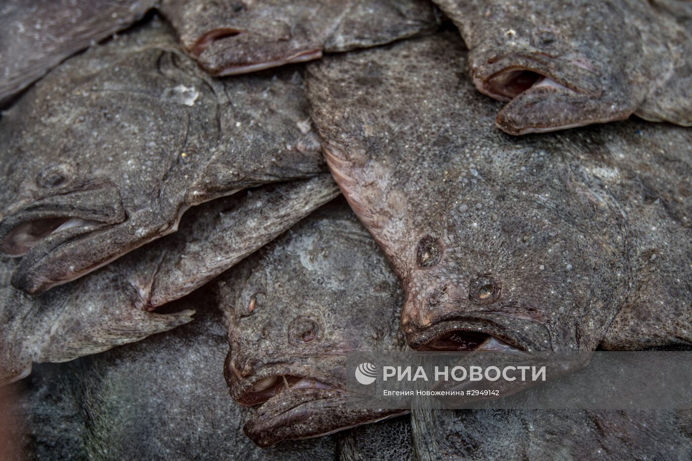 "Рыбная неделя" в рамках фестиваля "Золотая осень"