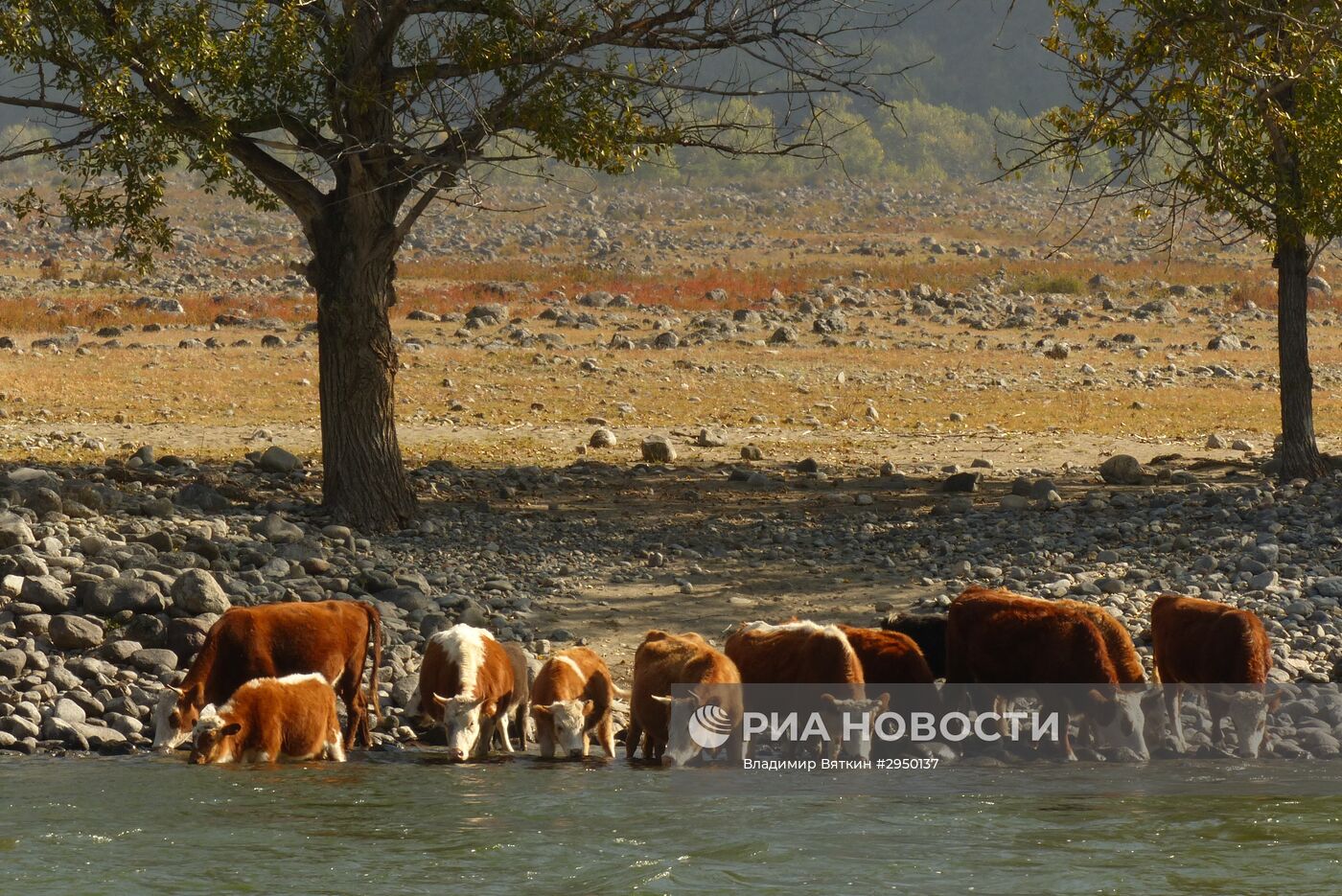 Осень в Горном Алтае