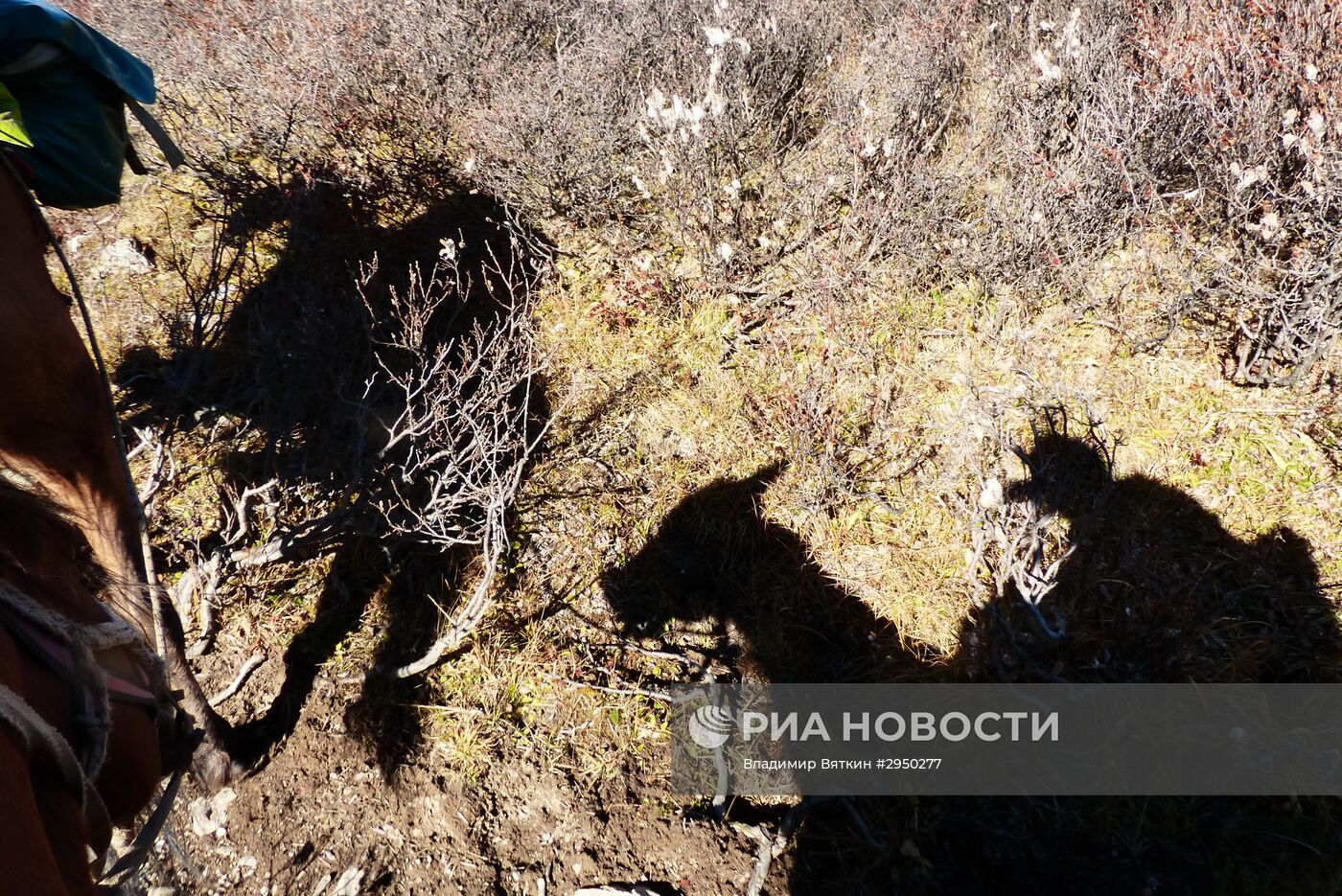 Осень в Горном Алтае