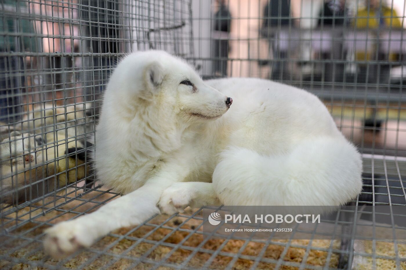 18-я Российская агропромышленная выставка "Золотая осень"