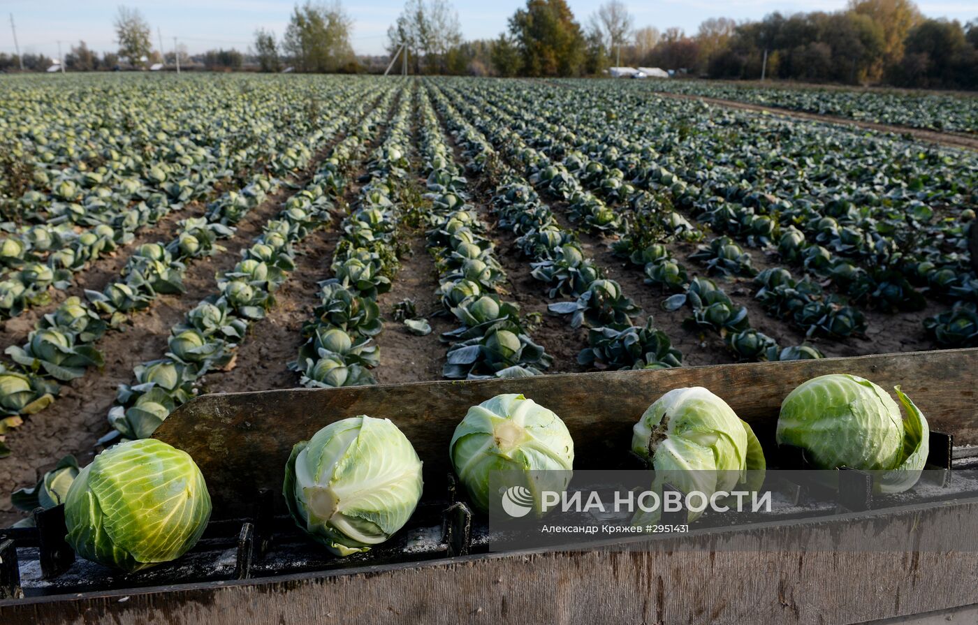 Уборка капусты в Новосибирской области