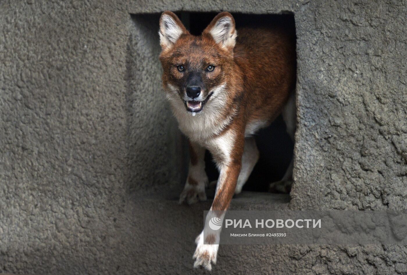 волк из московского зоопарка