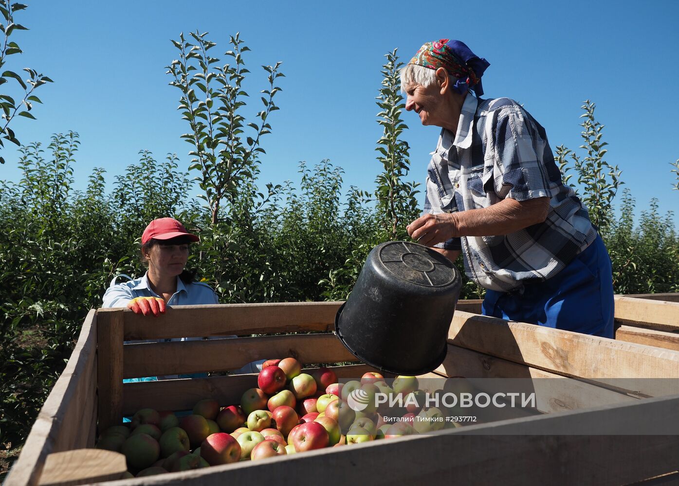Черкесские сады адыгея. Уборка яблок в саду. Сбор яблок. Уборка урожая яблок. Сбор яблок.