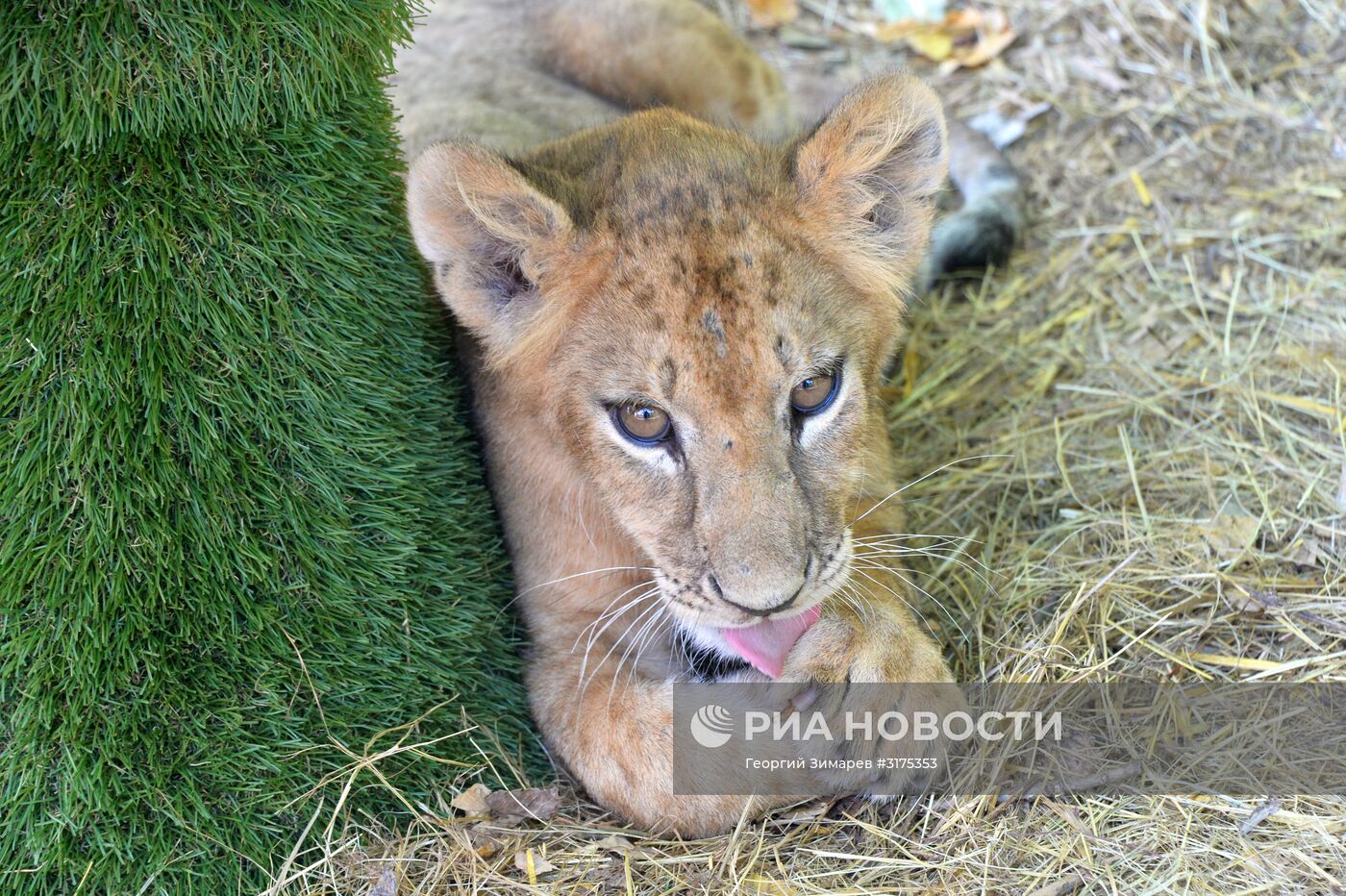 Сафари-парк "Тайган" в Крыму