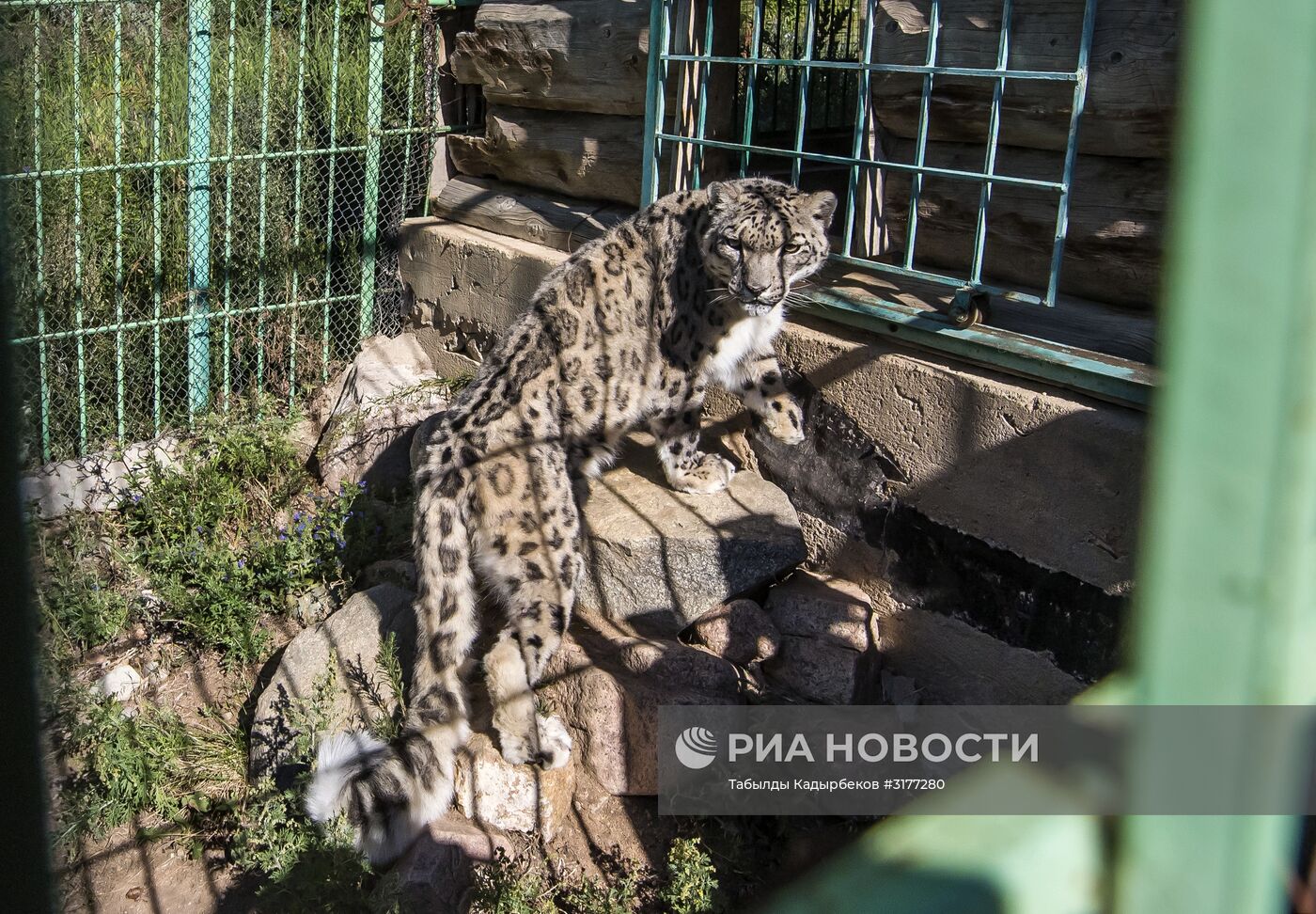 Реабилитационный центр для диких животных в Киргизии