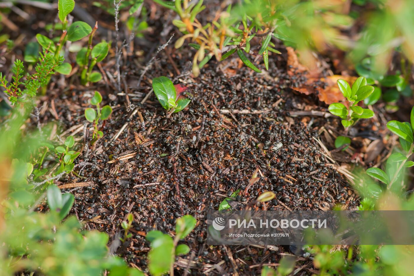 Водлозерский национальный парк в Архангельской области