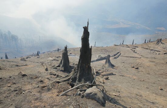 Последствия лесных пожаров в Грузии