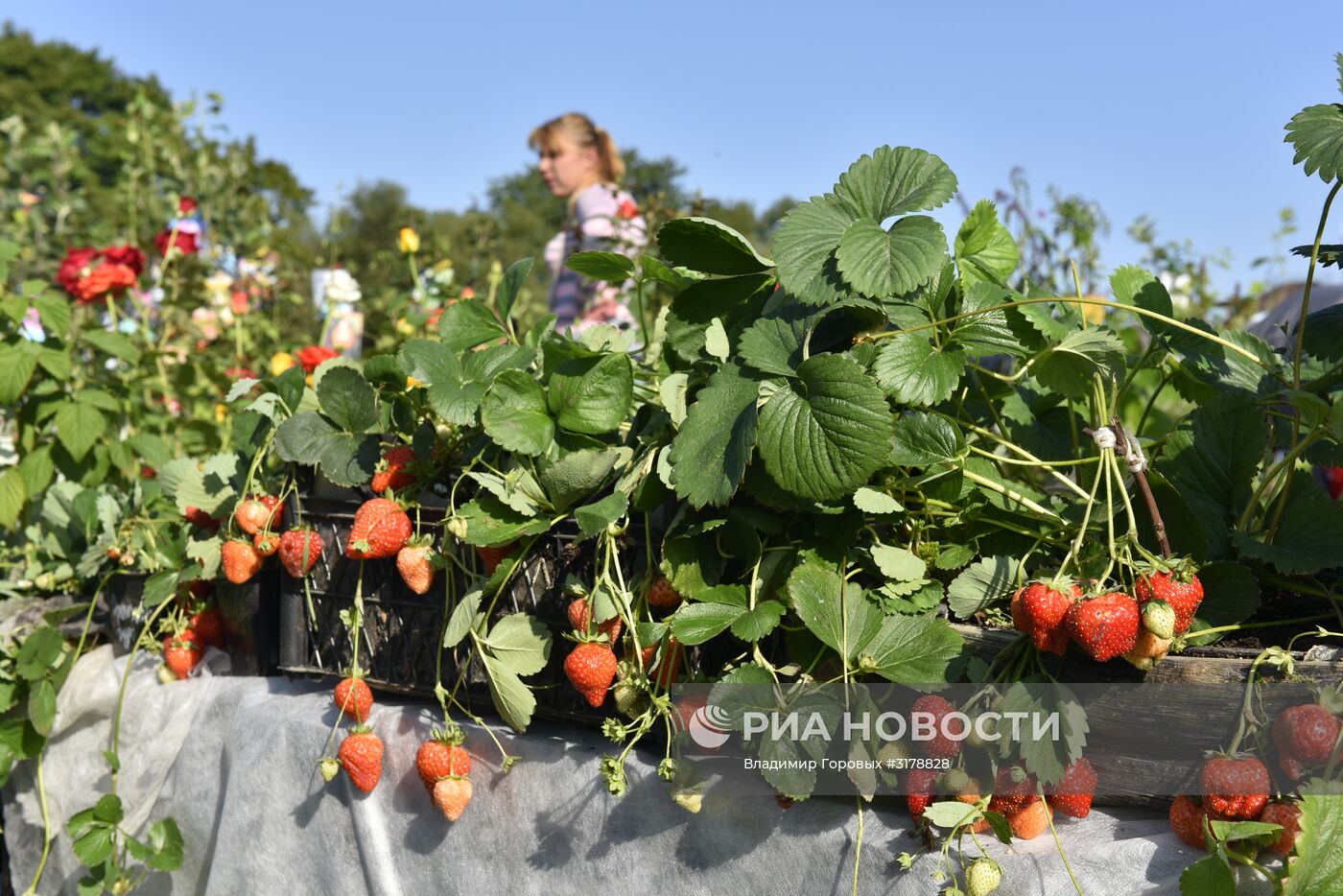 "Свенская ярмарка" в Брянске