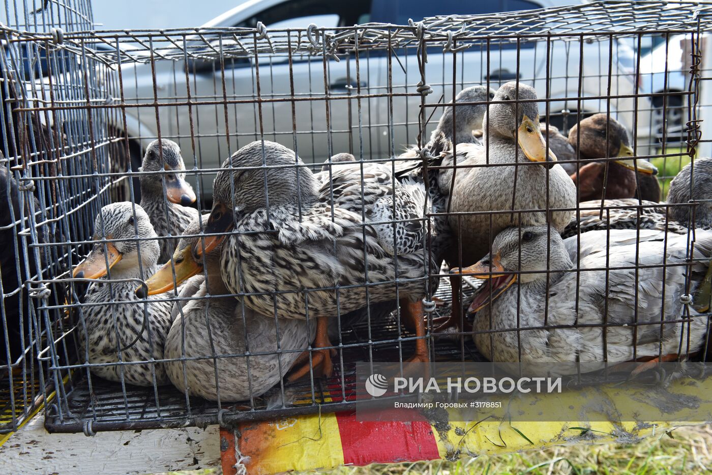 "Свенская ярмарка" в Брянске