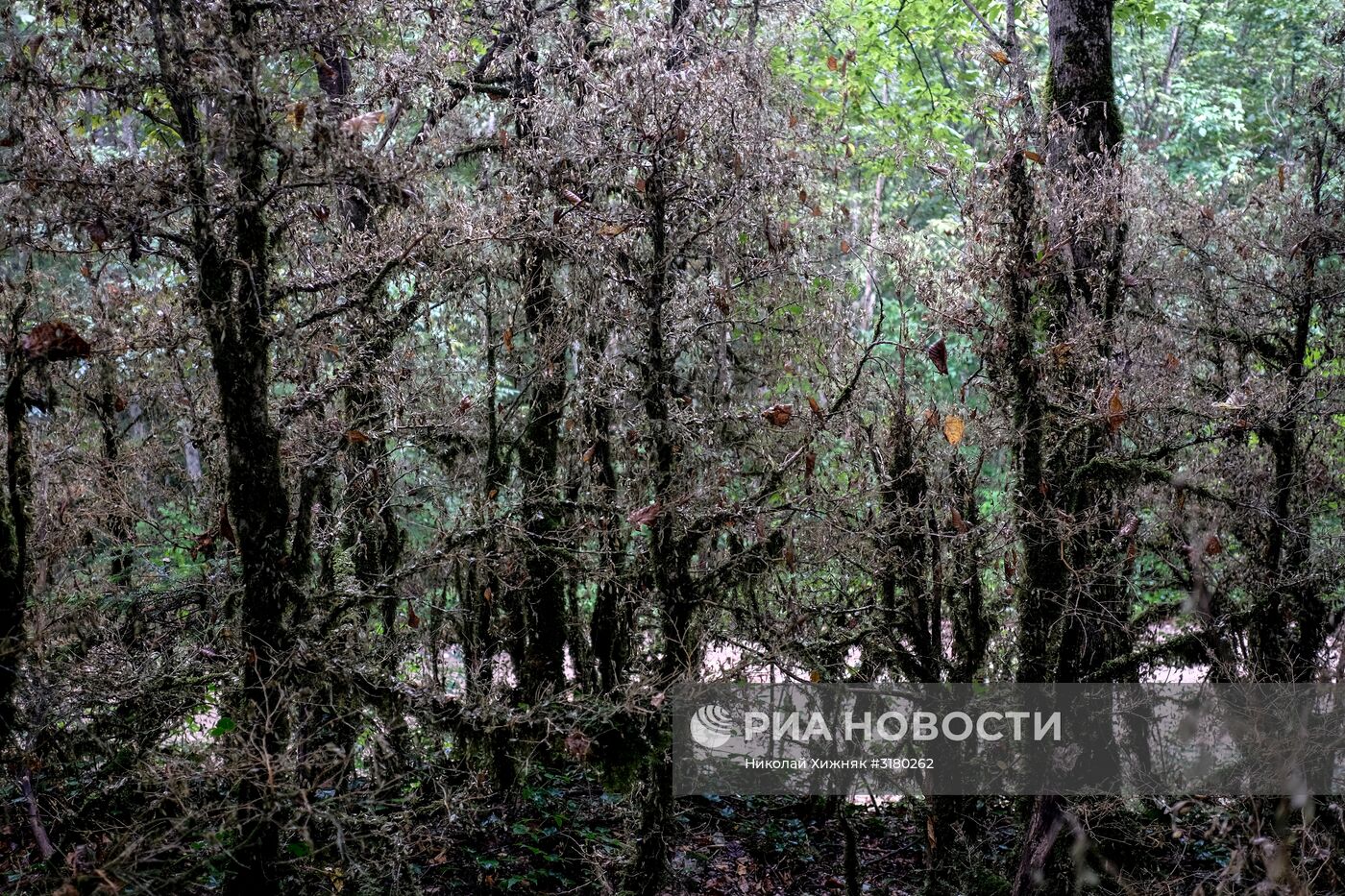 Самшитовый лес в Краснодарском крае