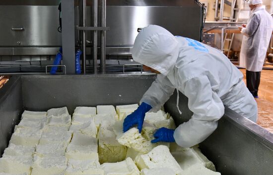 Производство сыров на предприятии "Умалат" в Брянской области