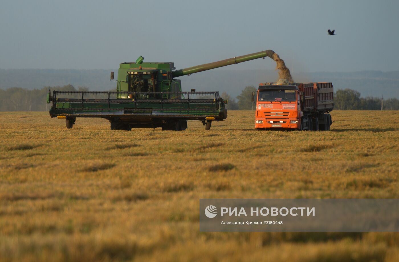 Уборка зерновых в Новосибирской области